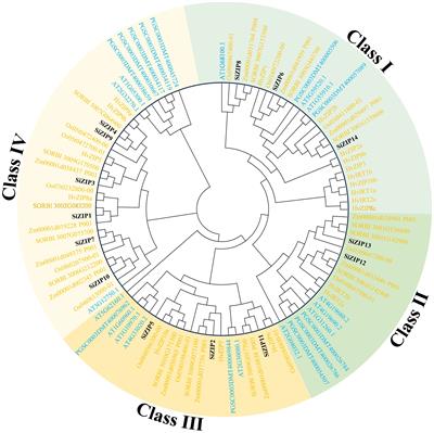 An integration of genome-wide survey, homologous comparison and gene expression analysis provides a basic framework for the ZRT, IRT-like protein (ZIP) in foxtail millet